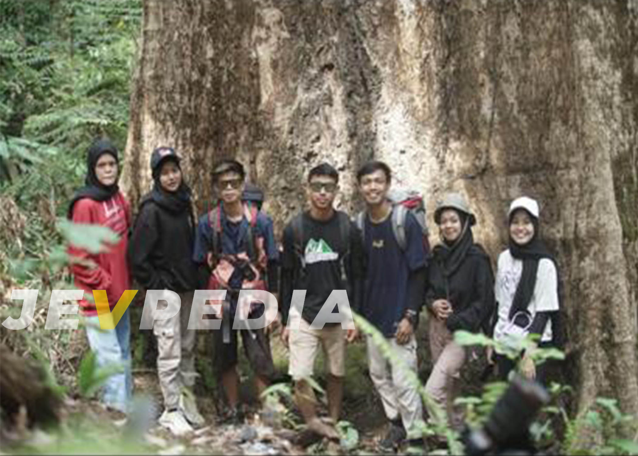 Pohon Raksasa Mersawa Bukit Condong