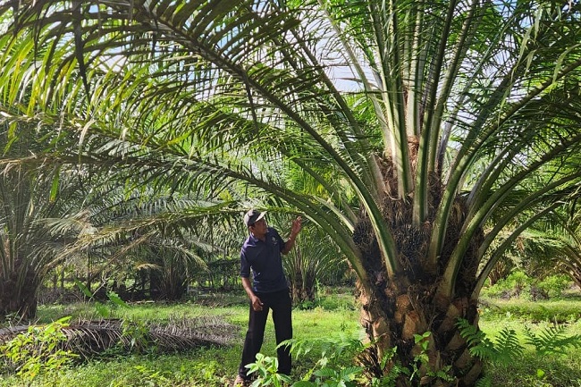 Gubernur Al Haris Sampaikan Usulan Petani Tanjung Jabung Timur Terkait Penambahan PSR