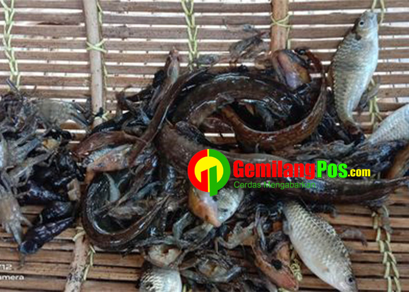 Tradisi Menangguk, Menangkap Ikan Tradisional