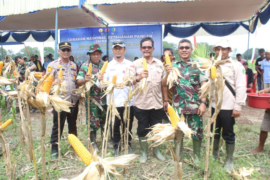 Kodim 0314/Inhil Gelar Panen Raya Jagung Lokal di Kuala Sebatu