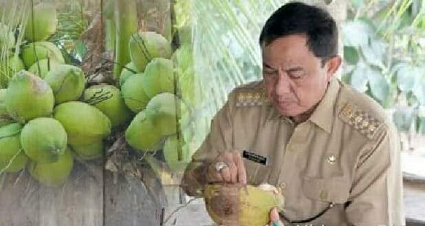 Cegah Corona, Bupati Inhil Ajak Warga Konsumsi Kelapa Muda