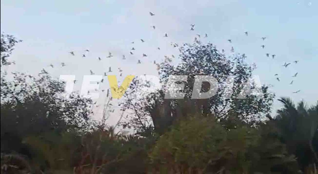 Wisata Tracking Bukit Api Panjang Pulau Burung