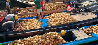 Harga Kelapa Inhil Anjlok, di Pasar Internasional Harga Minyak Kelapa Relatif Masih Tinggi