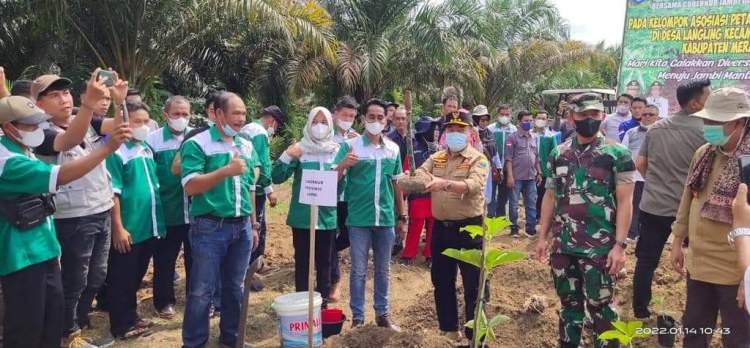 Gubernur Jambi Dorongan Tanaman Porang Jadi Komoditi Unggulan Jamb