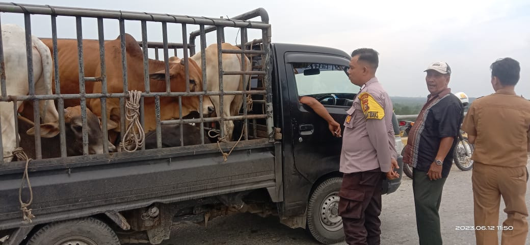 Tidak dilengkapi Dokumen, 6 Sapi Asal Sumut Disuruh Putar Balik