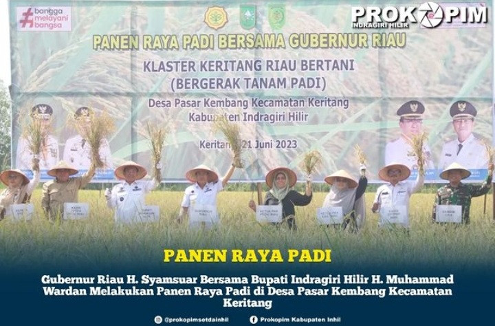 Bupati Inhil Bersama Gubri Panen Padi di Desa Pasar Kembang