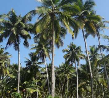 Peremajaan Tanaman Kelapa, Indragiri Hilir Mendapat Jatah 200 Hektare 
