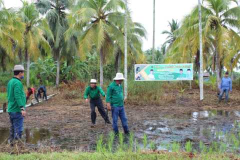 Musim Tanam 2020, PPP dan STII Inhil Dampingi Poktan Tanjung Jaya 