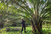Gubernur Al Haris Sampaikan Usulan Petani Tanjung Jabung Timur Terkait Penambahan PSR