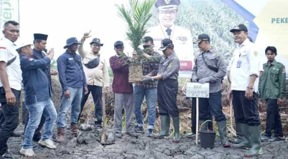 Bupati Wardan Tanam Perdana Kelapa Sawit Program PKSP di Desa Mugomulyo