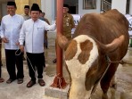 Gubernur Al Haris Serahkan Sapi Kurban Presiden Prabowo 930 Kilogram untuk Warga Jambi