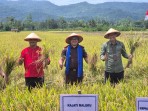 Dukung Ketahanan Pangan, Kajati Maluku Hadiri Panen Raya Padi Sawah Di Desa Waimital