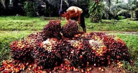 Harga Sawit Riau Turun, Inilah Sebabnya