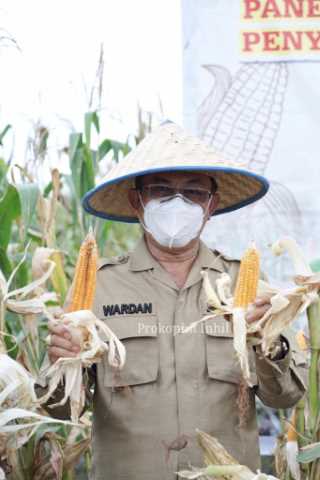 Peringatan Hari Pangan Se-dunia, Bupati Inhil Wardan Penen Raya Jagung