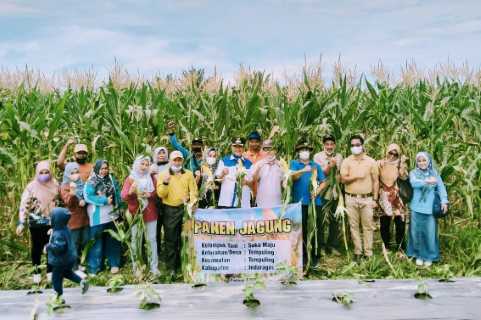Panen Jagung Bersama Poktan Suka Maju, Wabup H.Syamsuddin Uti Harapkan Inhil Menjadi Lumbung Jagung di Provinsi Riau