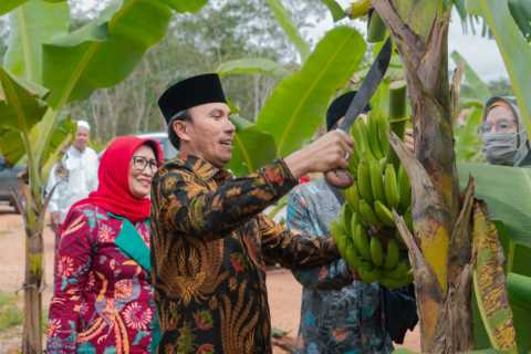 Edi Purwanto Panen Pisang Canvendish Bersama Anggota Komisi V DPR RI di Ponpes Irsyadul ‘Ibad