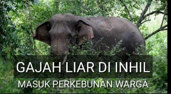 Gajah Liar di Inhil Gasak Perkebunan Warga