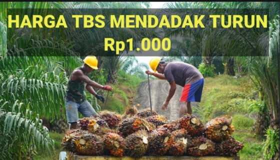 Inilah Sebab Harga TBS Riau Mendadak Turun Drastis