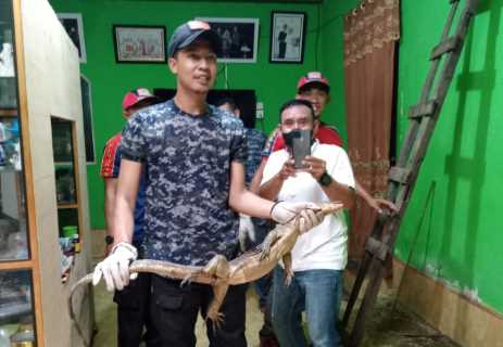Damkar Inhil Evakuasi Biawak di Atas Plafon Warga