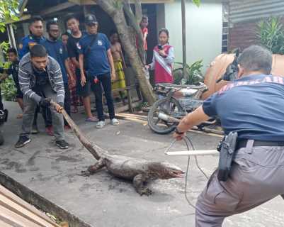 Komandan Regu DPKP Inhil Terluka Akibat Cakaran Biawak