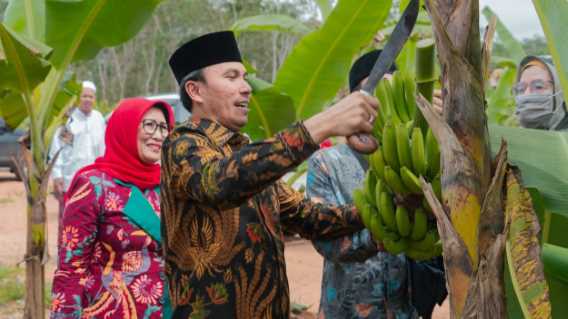 Edi Purwanto Panen Pisang Canvendish Bersama Anggota Komisi V DPR RI di Ponpes Irsyadul \'Ibad