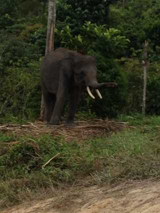 Puluhan Tanaman Sawit Sudah Jadi Santapan Gajah Liar, Petani Kebun Batu Ampar Kian Resah