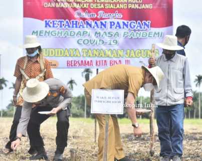 Dukung Program Ketahanan Pangan Nasional, Wabup H.Syamsuddin Uti Tanam Jagung Manis di Sialang Panjang