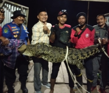 DPKP Inhil Berhasil Evakuasi Buaya Sepanjang 3 Meter di Kempas