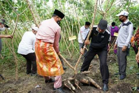 Panen Raya Ubi Casesa di Gasib, Pjs Bupati Siak Minta Perusahaan Beli Harga yang Pantas